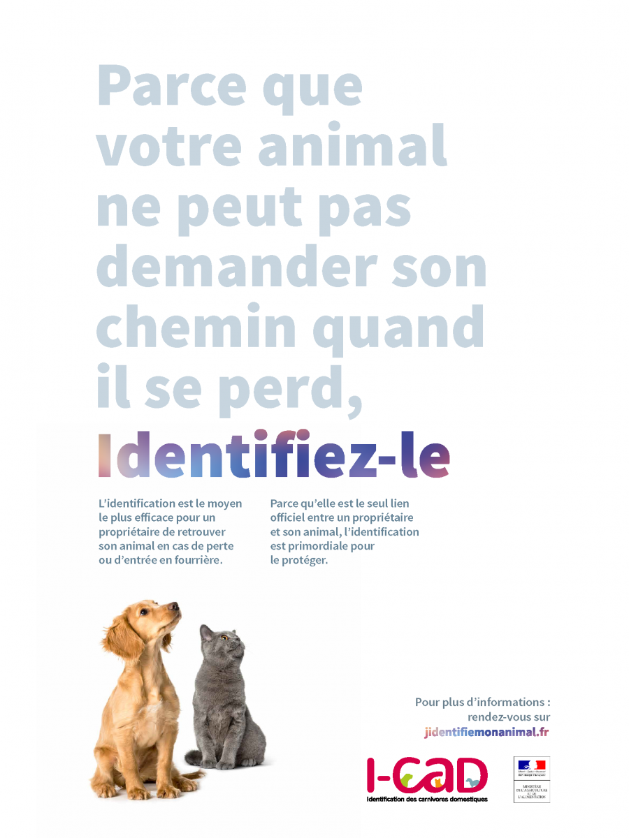 chien